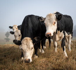 white face dairy cross beef cattle in dry brown paddock during drought
