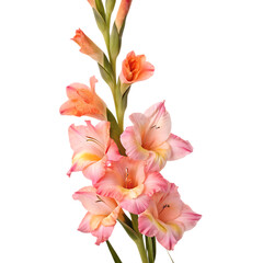  gladiolus--gladiolus---a-gladiolus-stem-with-bloom (1).png