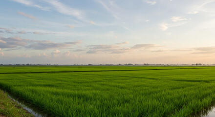 Obraz premium Lush Green Rice Fields at Sunset