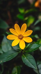 Fototapeta premium Beautiful Yellow Flower in a Peaceful Garden Setting with Soft Golden Hues