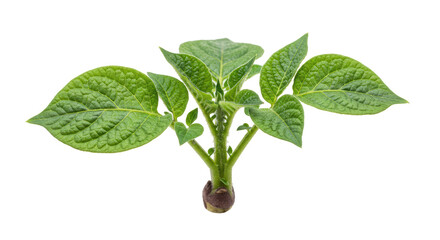 Isolated Potato Plant
