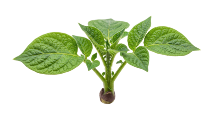 Isolated Potato Plant