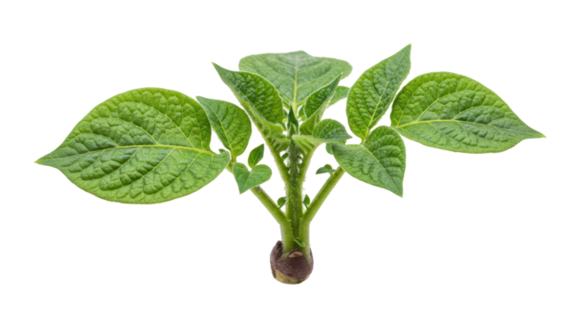 Isolated Potato Plant