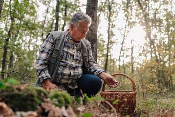 Senior man picking mushrooms in forest with wicker basket
