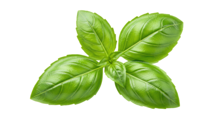Isolated Basil Leaves