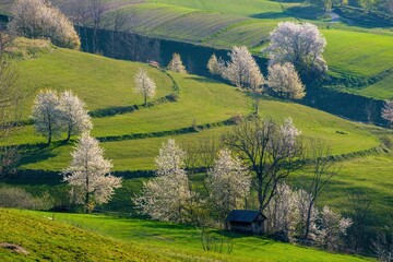 Picturesque spring meadow with blooming cherry tree. Spring paradise with blooming trees. Historic agrarian landscape, Hrinovske lazy, Slovak republic. Travel destination. Seasonal natural scene.  © Ivan