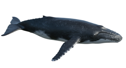 Isolated Humpback Whale