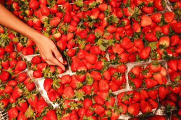 Customer choosing fresh strawberries in supermarket