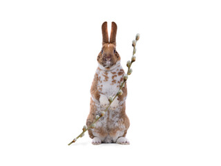 Easter bunny standing with a branch of blossoming willow isolated on white background