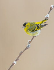 Eurasian Siskin - male bird on early spring at a wetland