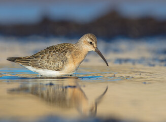 The curlew sandpiper - young bird at a seashore on the autumn migration way
