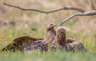 Fototapeta premium Lesser spotted eagle - pair of birds in spring