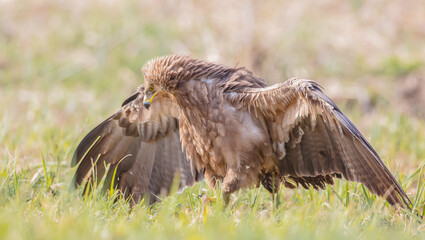 Lesser spotted eagle - female in spring