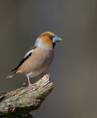 Fototapeta premium The hawfinch - male in spring at a wet forest