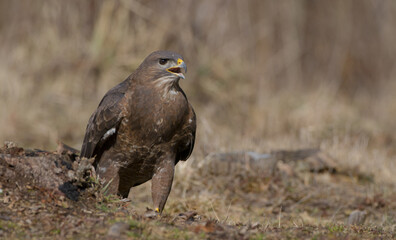 Common Buzzard in early spring at a wet forest