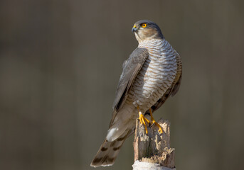 Eurasian Sparrowhawk - adult male at the wet forest in spring