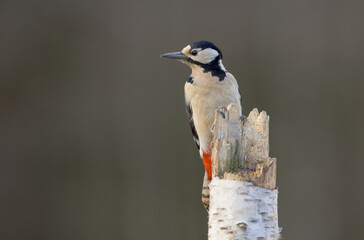 Fototapeta premium Great Spotted Woodpecker - female - in the wet forest in winter