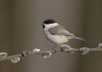 The marsh tit - at a wet forest in spring