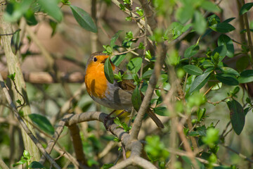 robin is perching on a twig of a bush