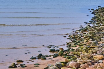 Rocky seashore. The stones are covered with green algae.