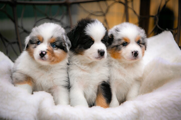 Aussie puppies