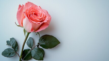 Fototapeta premium A pink rose is the main focus of the image, with its stem and leaves visible