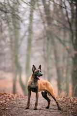 Shepherds in the autumn park