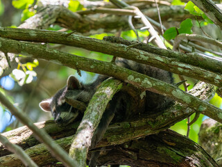 Waschbär hält Siesta in einem Baum