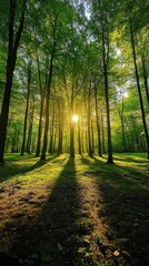Obraz premium Radiant Sunlight Filtering Through Verdant Forest Canopy Creating Long Shadows on the Forest Floor Nature Scene