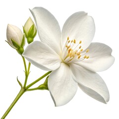 Fototapeta premium Jasmine flower isolated on white background