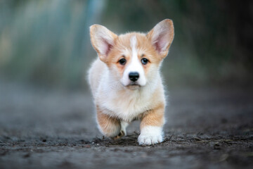 Little Corgi Puppies