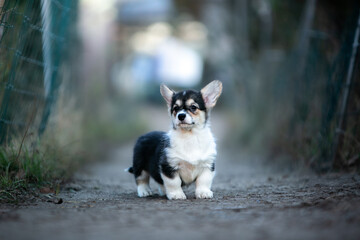 Little Corgi Puppies