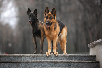 Shepherds in the autumn park