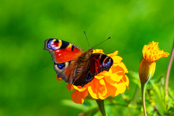 Large peacock butterfly on yellow flower blossoms in Brest Belarus.