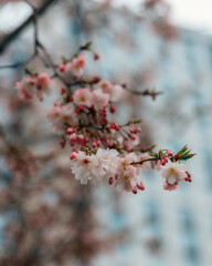 Spring landscape with blooming sakura in soft focus. Beautiful petals. Bright pink flowers on tree branches. Spring park. The beauty of nature and the awakening of life.