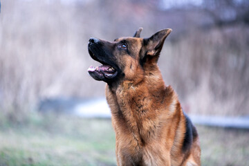 portrait of german shepherd
