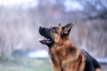 portrait of german shepherd