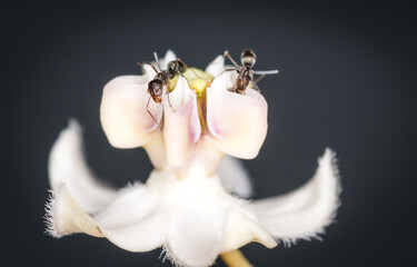 Ants collecting nectar from a swan plant flower