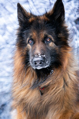 portrait of german shepherd
