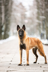 Belgian Shepherd Malinois