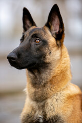 Belgian Shepherd Malinois