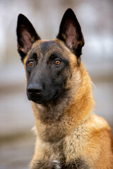 Belgian Shepherd Malinois