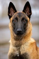 Belgian Shepherd Malinois
