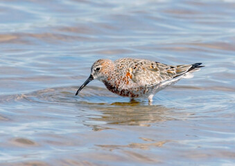Curlew Sandpiper - Calidris ferruginea - migratory shorebird in Australia