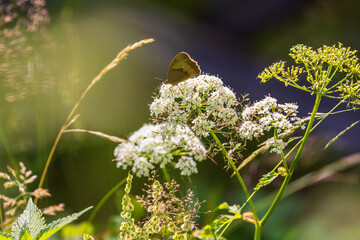 Ringlet butterfly on a flower