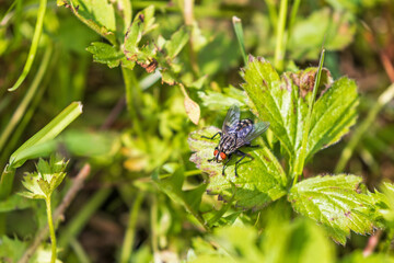 Flesh fly Sitting on a green leaf in a meadow