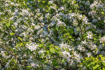 Fototapeta premium Blooming apple tree branches in the summer