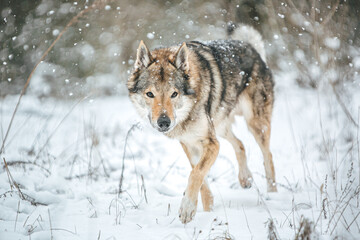 wolf in snow