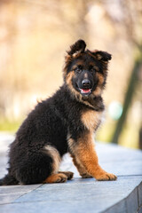 german shepherd puppy