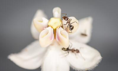 Ants collecting nectar from a swan plant flower